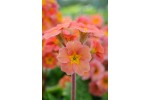 Polyanthus primrose Desert Sunset