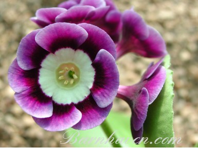 Primula auricula Meadow Lark