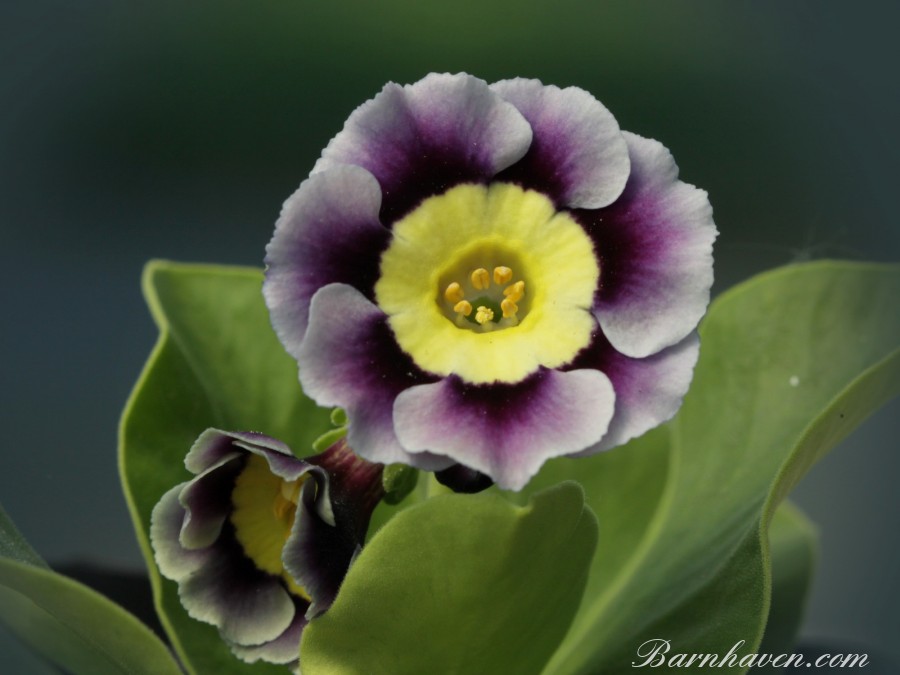 Primula auricula Mrs L Hearn