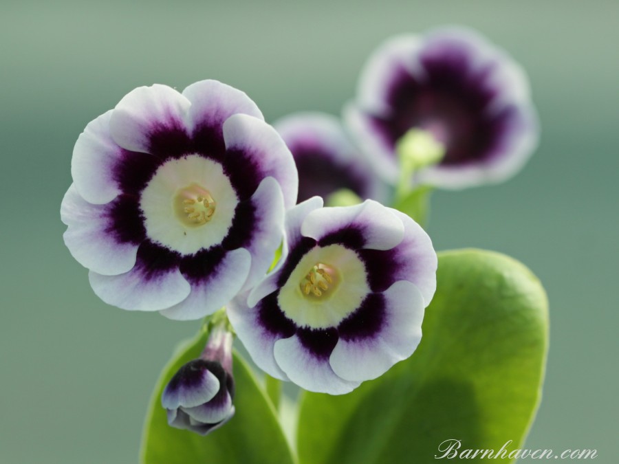 Primula auricula Victoria Park