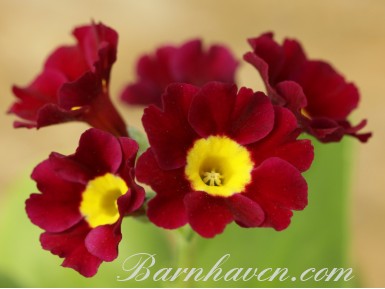 Border auricula Eden Carmine