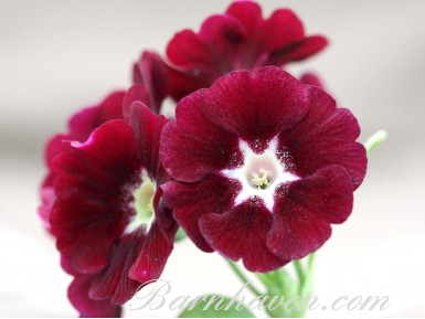 Border auricula Fairy Dust