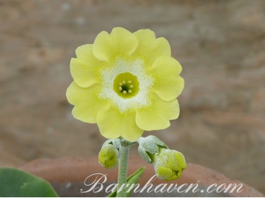 Border auricula Hazel 