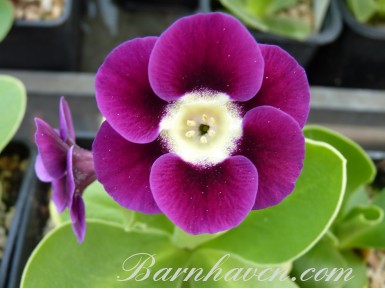 Border auricula Tiana