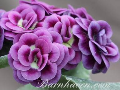 Primula auricula Splendide