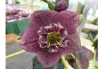 Hellebore coeur d'anemone foncé