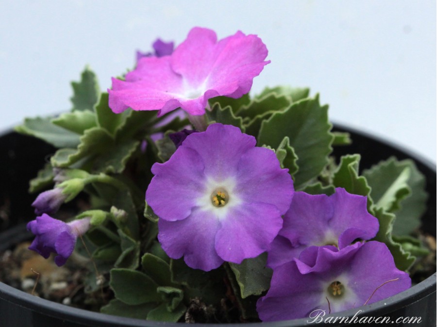 Primula marginata Sugar Icing