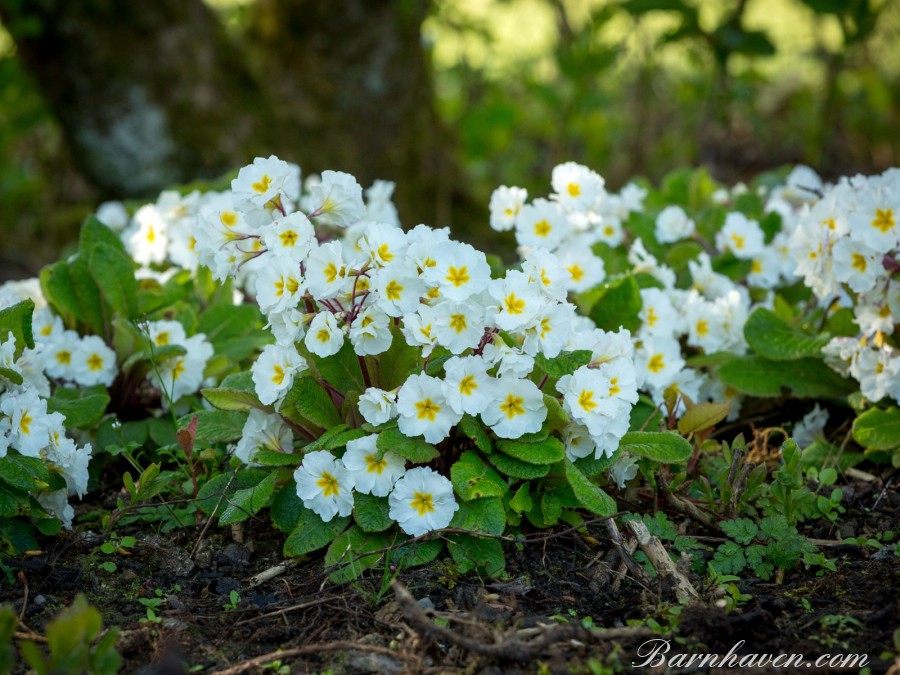 Primula Carrigdale