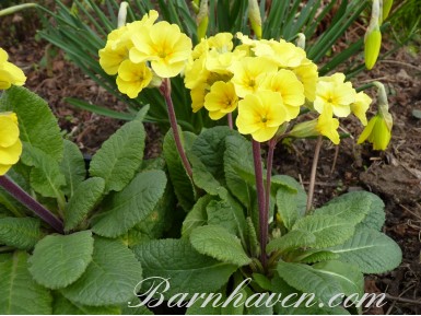 Primula 'June Blake'