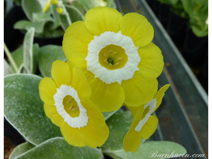 Primula auricula Tomboy