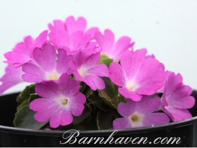 Primula 'Nightingale'