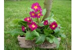 Primula CARNATION VICTORIANS