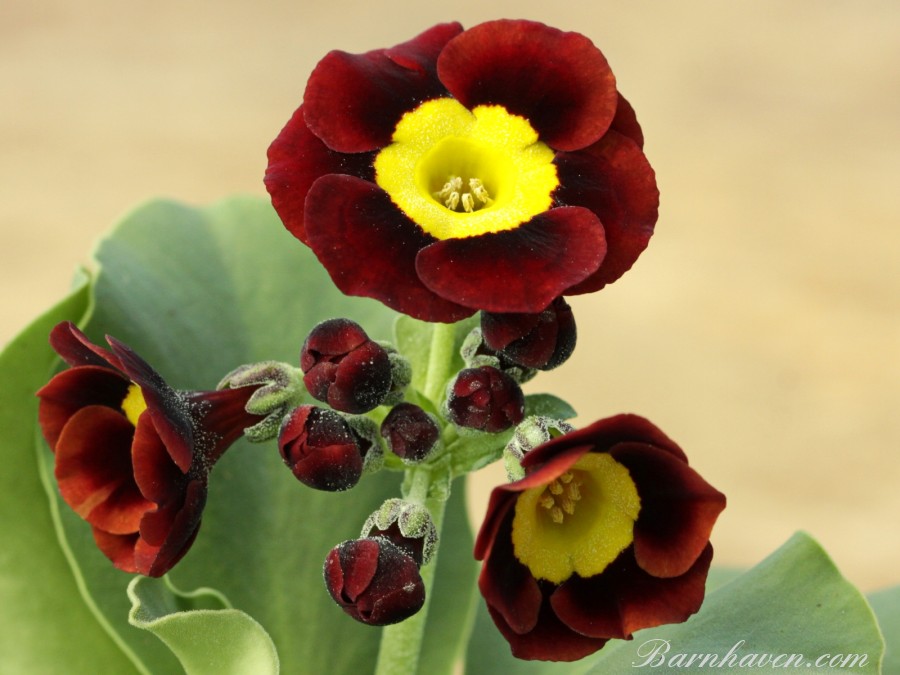 Primula auricula Bunty