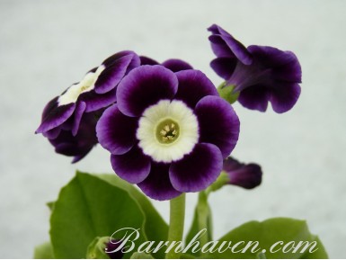 Alpine auricula Cambodonum