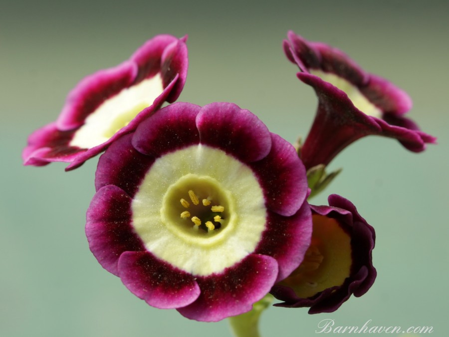 Alpine auricula Jeannie Telford