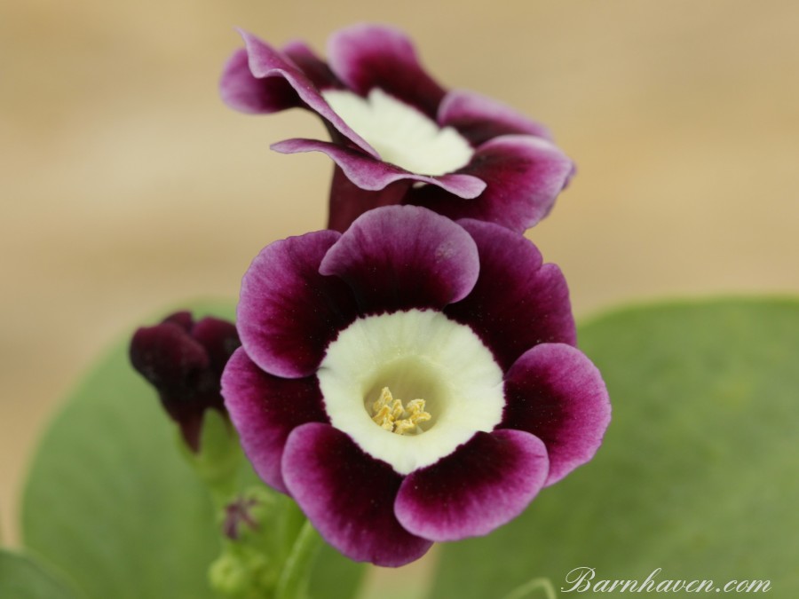 Alpine auricula John Wayne