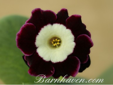 Alpine auricula Monica