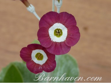 Show Self auricula Eaton Dawn