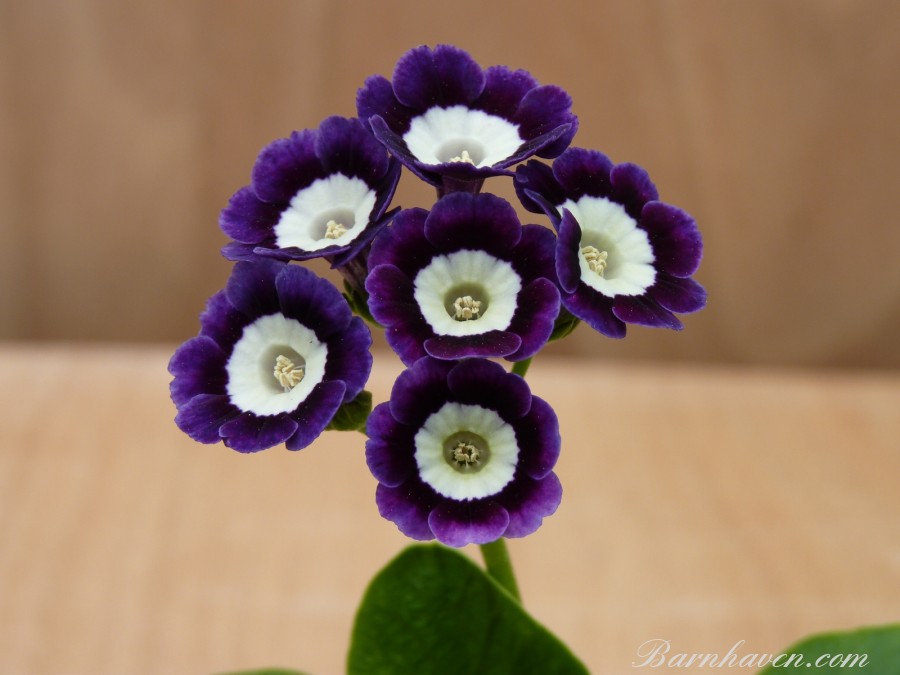 Alpine auricula Temeraire