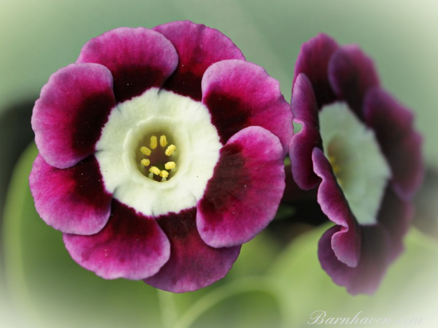 Primula auricula Valerie