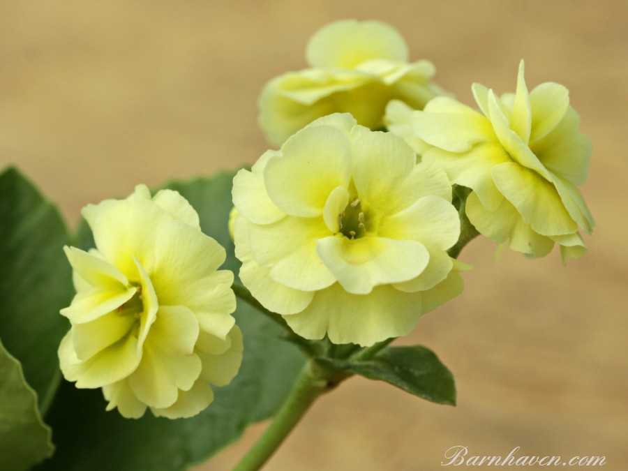 Double auricula Ethel Wild