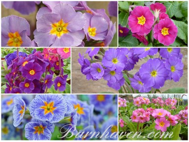 Polyanthus primrose VICTORIAN Seed mix