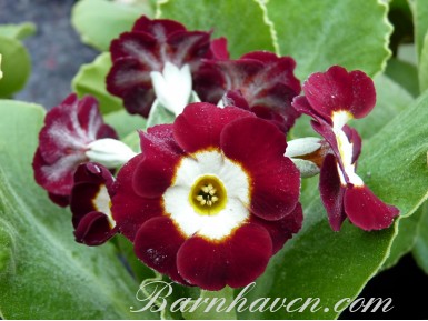 Primula auricula 'Michelle'