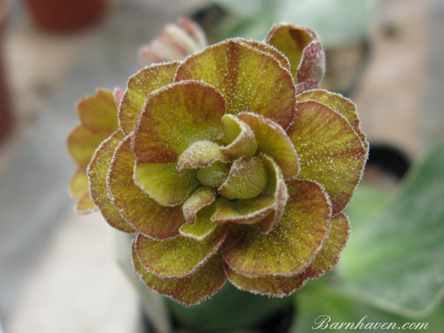 Double auricula Brimstone and Treacle