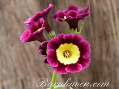 Primula auricula 'Tumbledown'