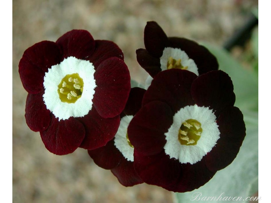 Primula auricula LADY ZOE