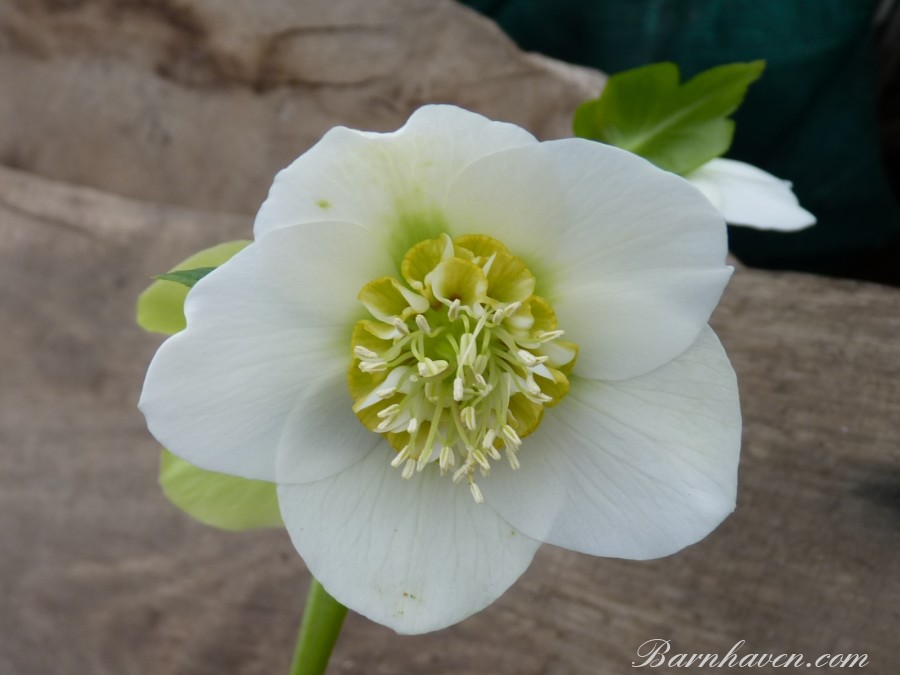 Helleborus x hybridus 'Hybrides de Barnhaven' Blanc anemone