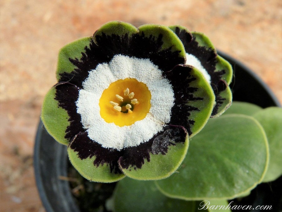 Show auricula PSYCHE