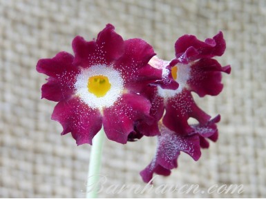 Oreille d'ours Dusty Miller