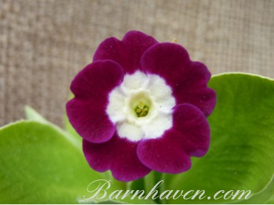 Border auricula Wally Eden