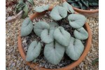 Cyclamen coum 'Silver leaf'