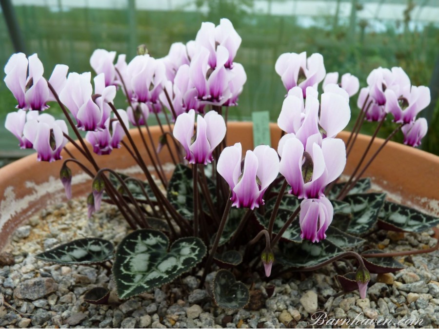 Cyclamen graecum subsp. candicum'