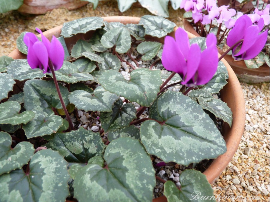 Cyclamen pseudibericum  