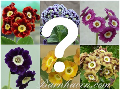 NAMED BORDER AURICULAS - Open pollinated seed mix