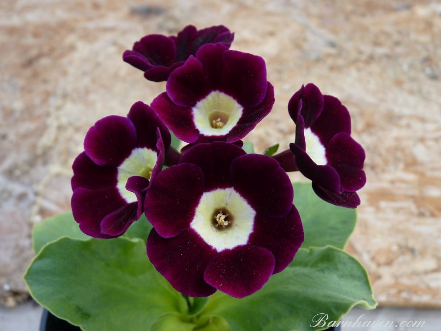 Alpine auricula Elsie May