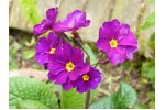 Primula Enora