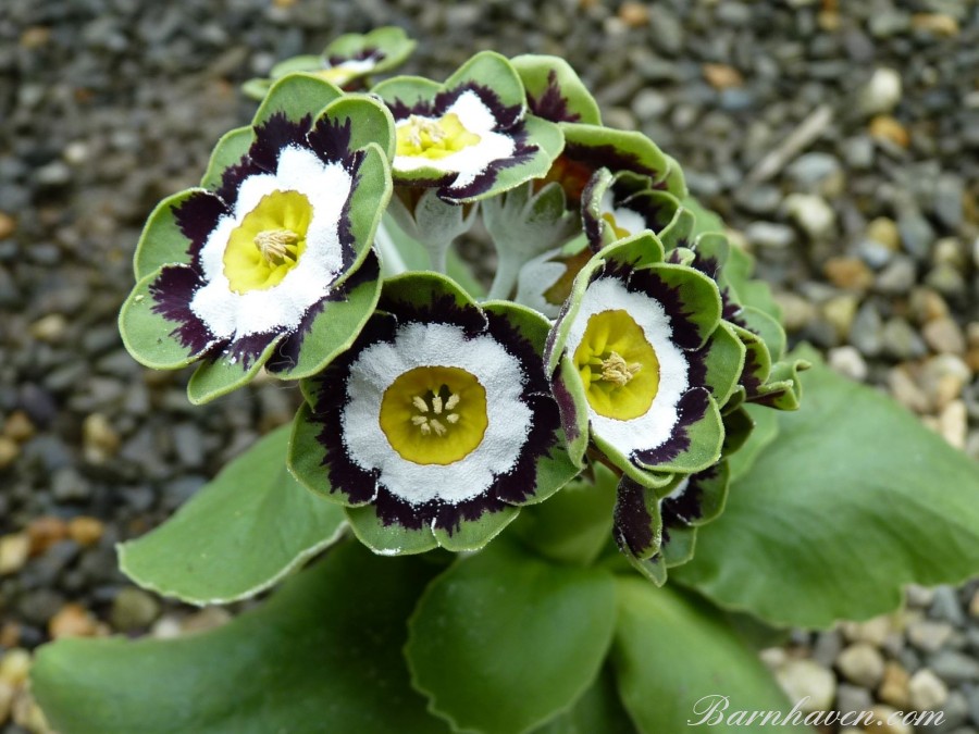 Edged Show  auricula Robert Green