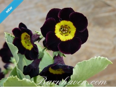 Primula auricula Typhoon'