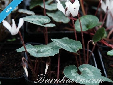 Cyclamen repandum White