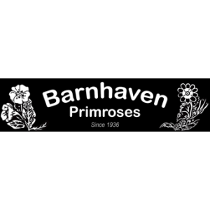 Barnhaven Primroses