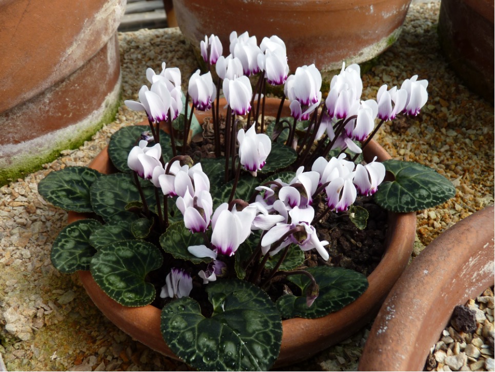 Comment cultiver les Cyclamen ?