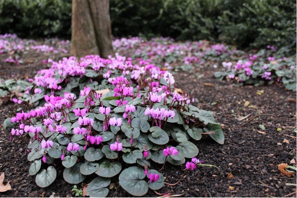 Comment cultiver les Cyclamen ?