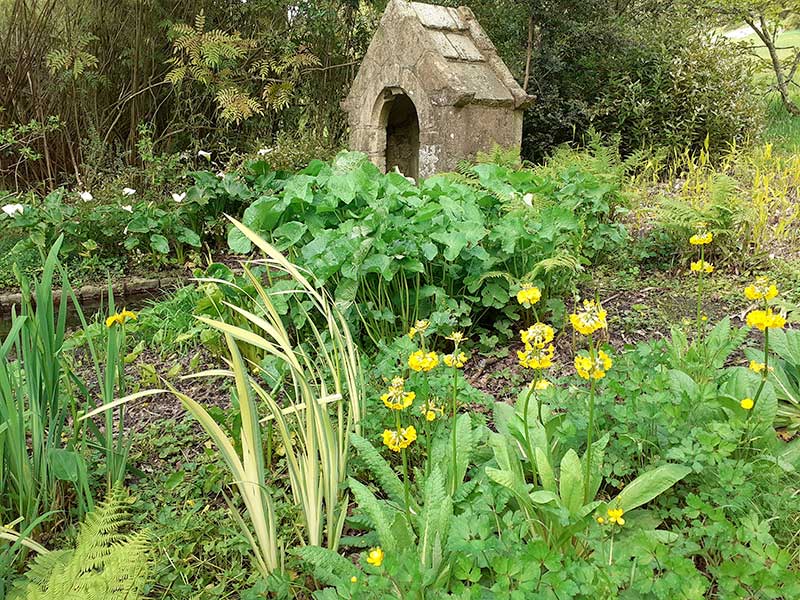 Candelabres et Primula à cloches