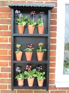 Show Auriculas