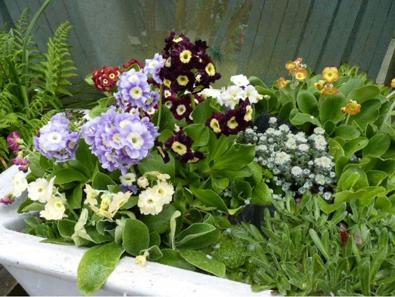 Garden auriculas