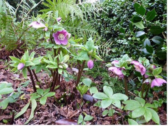 Growing hellebores